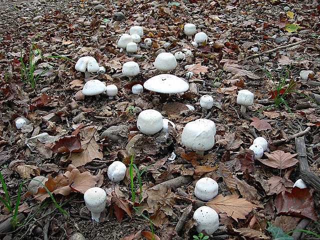 Volvariella  terrea  sp.nov.